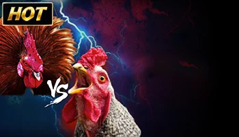 SV388 Cockfight
