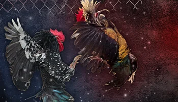 WS168 Cockfight